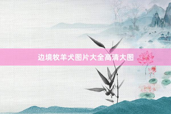 边境牧羊犬图片大全高清大图